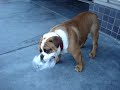BeeDee versus the plastic cup