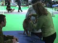 foire exposition canine!