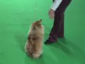 foire exposition canine!