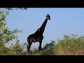 renee en dre africa