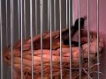 Darrrrek - Breeding carduelis major AGATA mutation female building nest