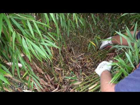 how to replant cut bamboo