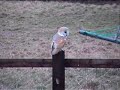 Barn Owl.