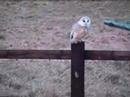 Barn Owl.