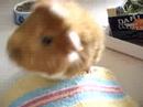 Our two piggies