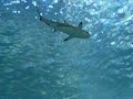 Georgia Aquarium - Barrier Reef Sharks