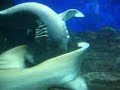 Sharks at it.