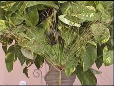 how to harvest aquarium plants