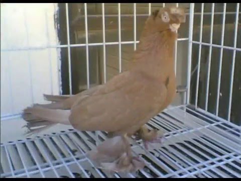 الاردن..طيور..حمام - قيديو طيور الحمام وليد الشنب كش حمام طيور الزينة حمام طيار شامية ثوابت.