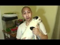 Pinoy, The Jet-setting Chihuahua