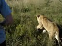walking with lions walking with lions