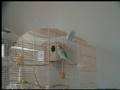 Kiity ( ma calopsitte EAM ) sur son air de jeux.
