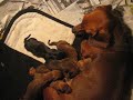 Dachsund Mom Dachsund Mom