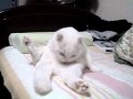 scottish fold �����ƥ��å���ե������ �ӤŤ�����.MPG:YouTube������=18��