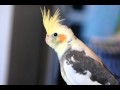 My new re-home Cockatiel, Basil!