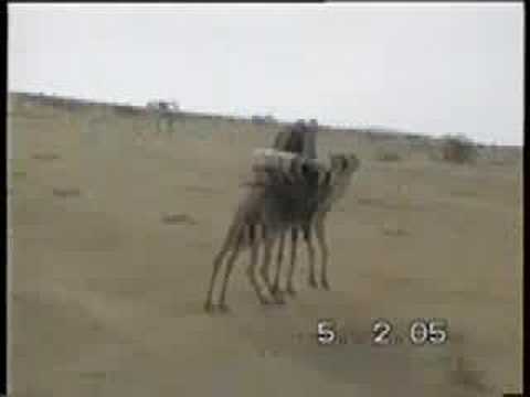 Jaisalmer and Camel Trekking in the ...