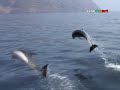 Royal delfin