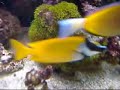 Fun With Fragging:  Green Star Polyps