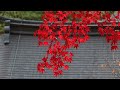 紅葉の神護寺と高山寺 (Autumnal leaves at Jingoji and Kouzanji kyoto) 高山寺