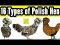 The Best 15 Crested Polish Chicken Colors