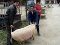 Anhui
