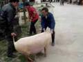 Anhui