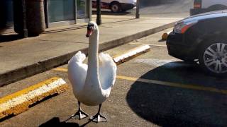 Mute Swan in the Parking Spot