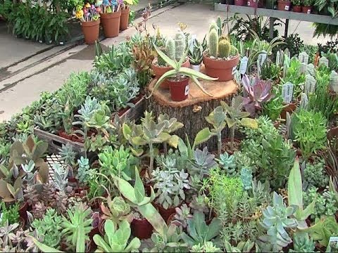 how to care for succulents