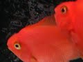 Parrotfish Layeggs 14thNov2007