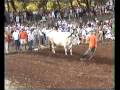 videos de oxen plowing #2
