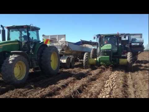 how to store potatoes after harvest nz