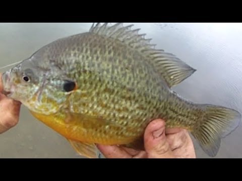 how to measure a fish ny