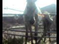 El dia que la raza humana peino un pony......te atreves?xD El dia que la raza humana peino un pony......te atreves?xD