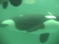 ???????? ??????????????? Baby Orca and his family
