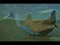 homenaje a  pajaros  de lenga