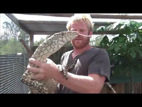 YouTube reptile video