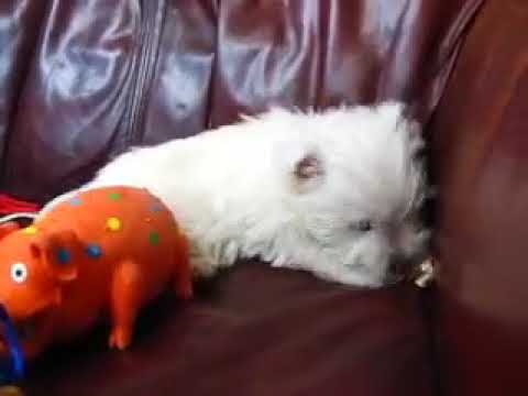 Siusans Tan Satin Boy is really enjoying playing with his toys!