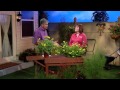 Perennials for Fall Color