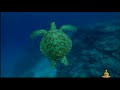 BUDDHA BAR NATURE TRAILER BY ARNO ELIAS