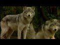 BUDDHA BAR NATURE TRAILER BY ARNO ELIAS BUDDHA BAR NATURE TRAILER BY ARNO ELIAS