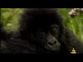 BUDDHA BAR NATURE TRAILER BY ARNO ELIAS