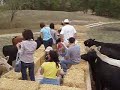 When cows attack When cows attack