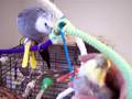 videos de Piper scratches, Roxies jealous