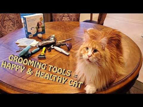 Why is it important to groom your cat - what tools to use to start grooming your cat
