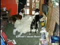 funny-scene-from-a-telugu-movie-4.html