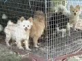 Tennessee Puppy Mill Raid
