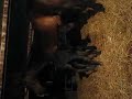 Sora\