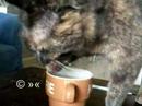 Posh Cat