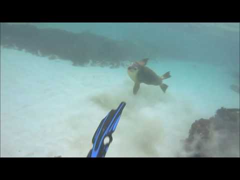 Sea Lion Tour at Jurien Bay, Western Australia