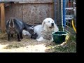 Newborn Pygmy goat kids meet BIG DOG - May '08
